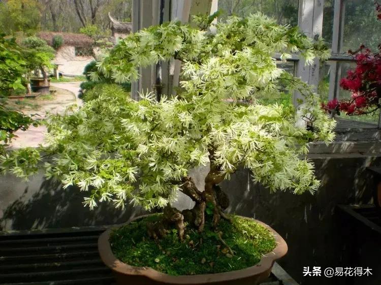 椤剁骇鐧借姳妾垫湪鐩嗘櫙,鐧借姳妾垫湪鐩嗘櫙鏋湪閫㈡槬