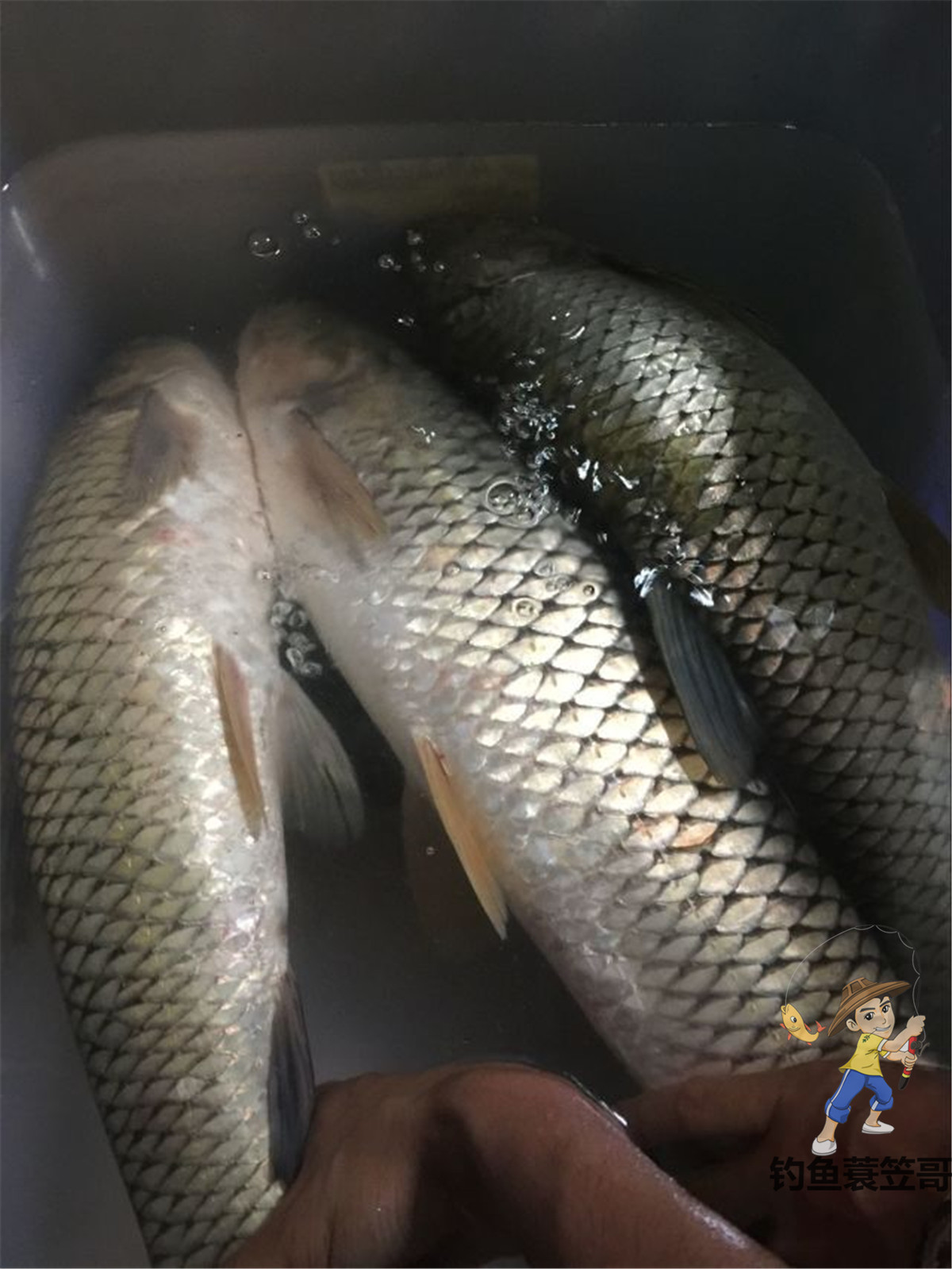 钩子型号怎么选,新手用什么鱼钩最合适