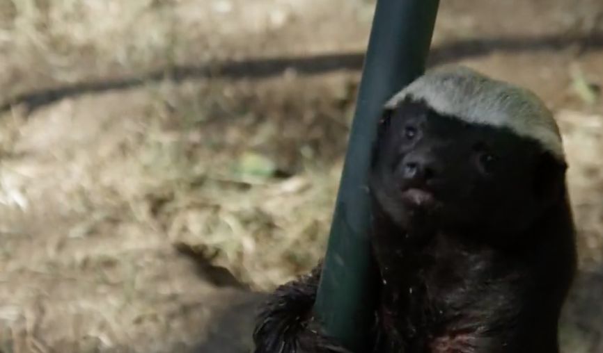 全球最无所畏惧的平头哥,世界上谁能打败平头哥