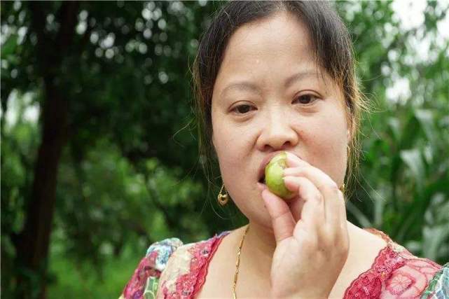 李子是否清热去火,李子能不能降火