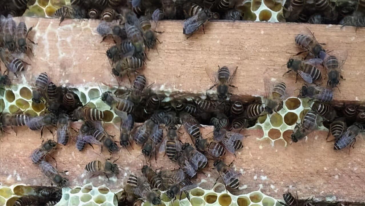 中蜂逃群的症状,中蜂逃蜂预兆