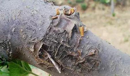 苹果的主要病虫害及如何防治,防治苹果病害的方法