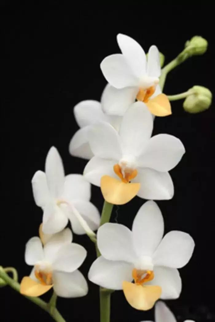 十大绝美兰花图片欣赏,南阳珍稀野生兰花图片