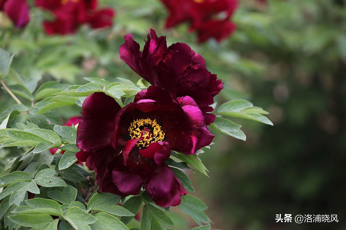 牡丹的名贵品种黑牡丹和绿牡丹,牡丹的稀有品种绿牡丹和黑牡丹