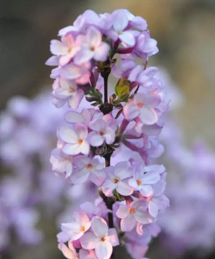 中草药各种花科普,花类的中草药有哪些