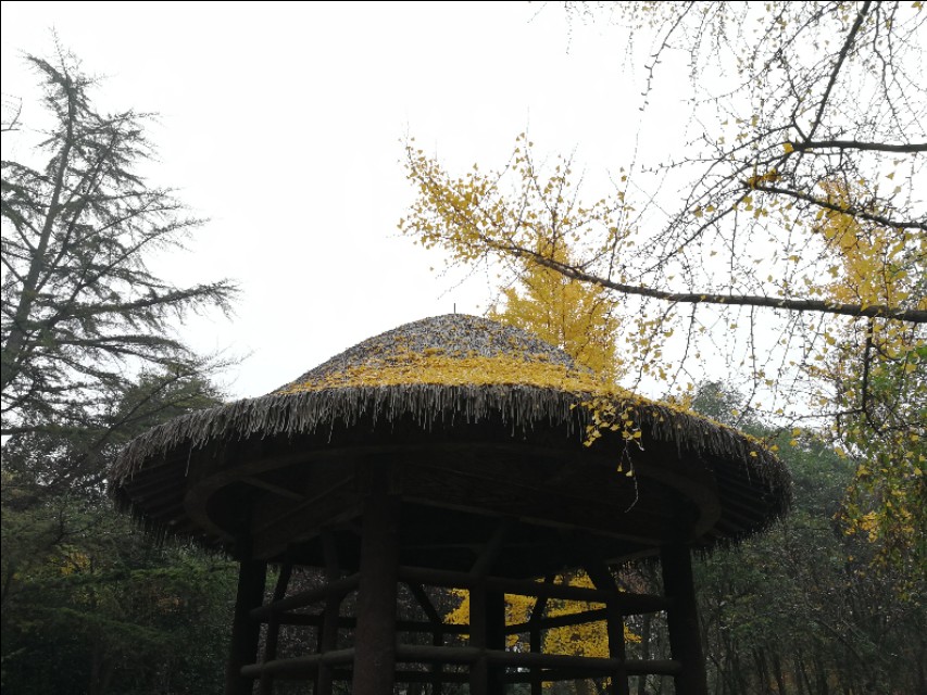 银杏由绿变黄的美文,美文秋天的树叶金波