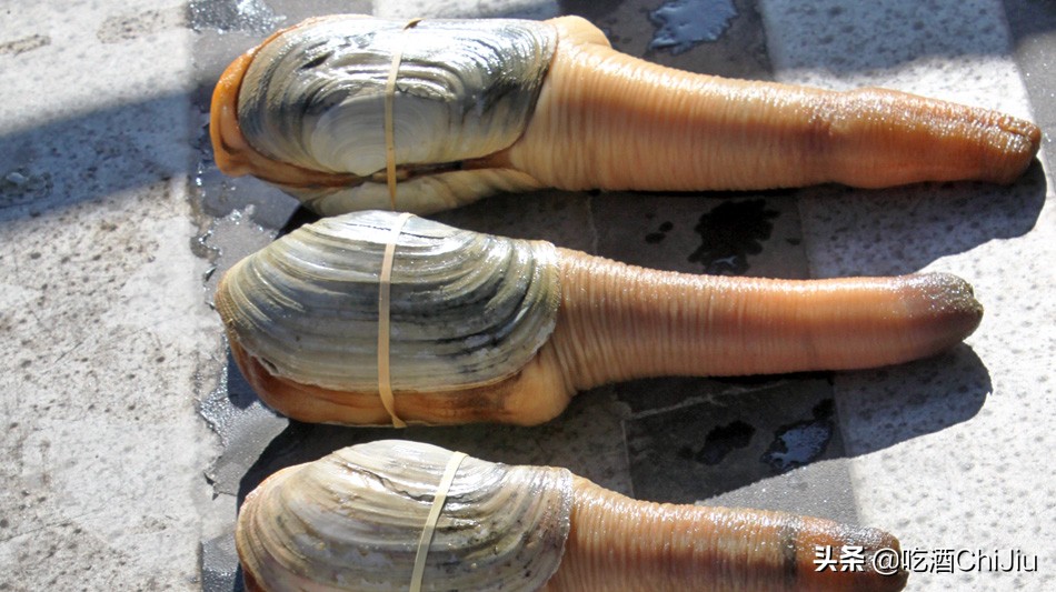 长相难以启齿的象拔蚌，当年餐桌上可是炙手可热！