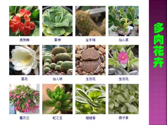 花卉大全500种观叶植物名称,1332种常见花卉植物图谱