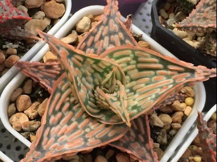 园艺观赏芦荟,园艺芦荟图鉴说明