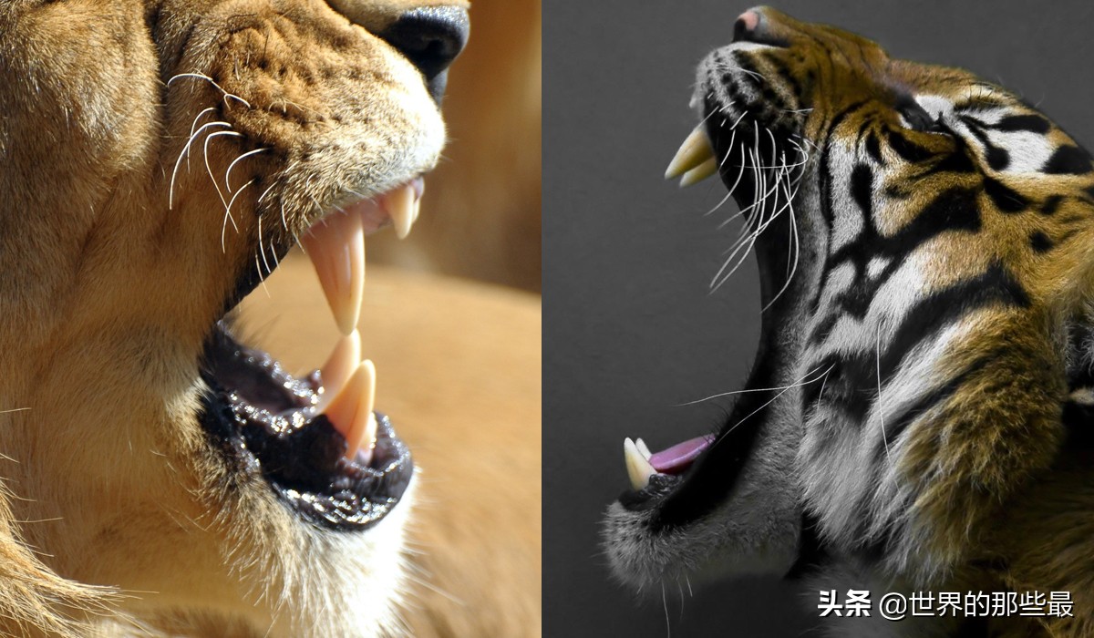 老虎比雄狮厉害但是还是会退让,最凶猛的老虎对最凶猛的雄狮对决