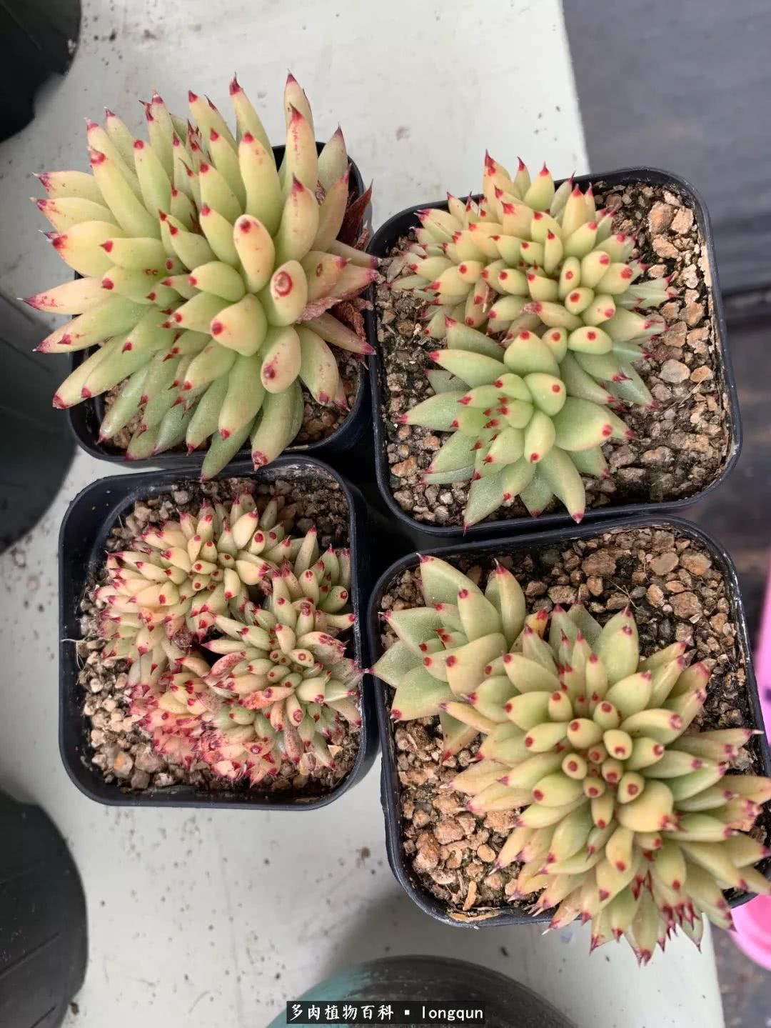 探访韩国肉锥大棚,记一次走访纪录片