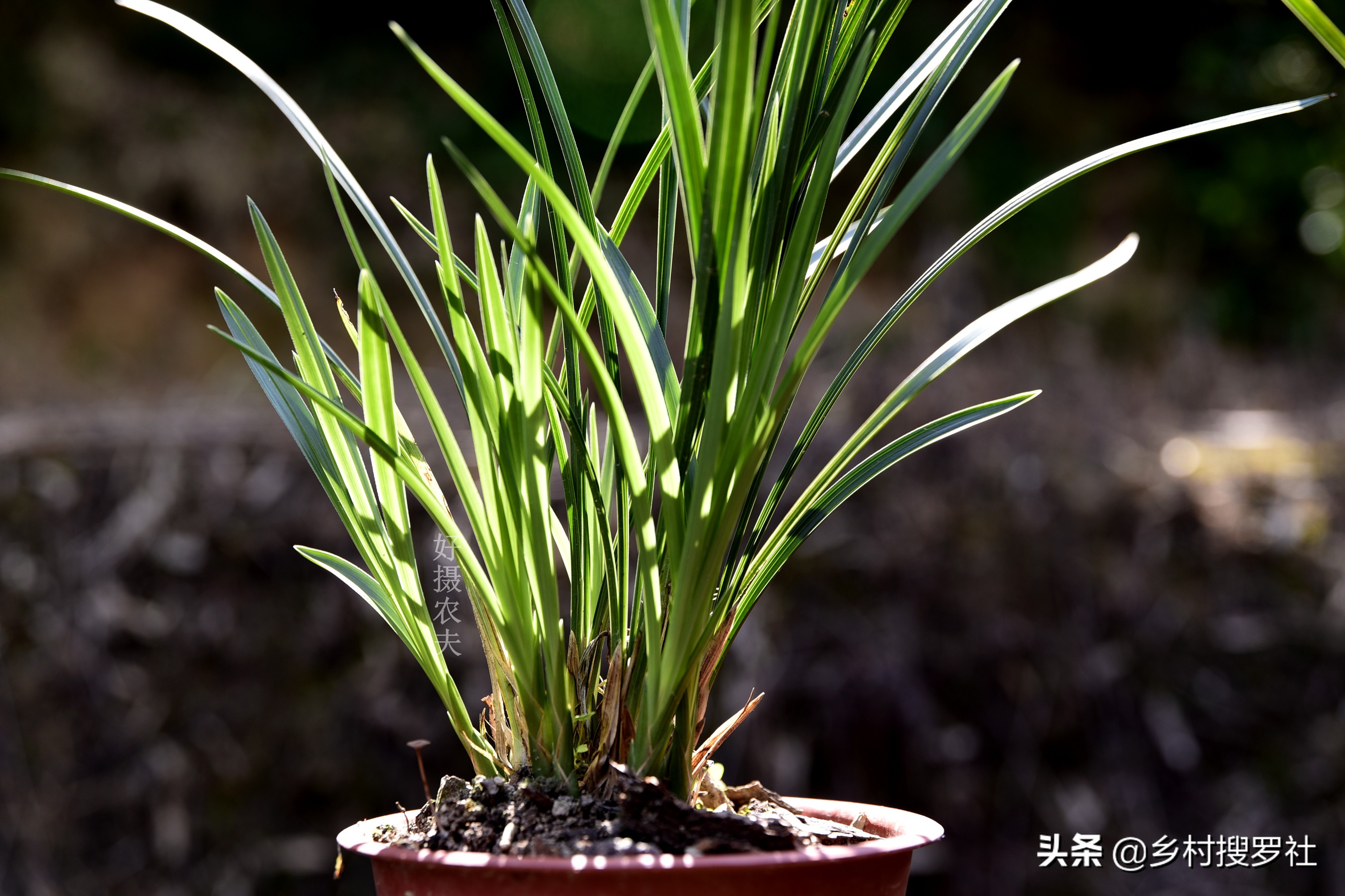 兰花有花苞开花前怎么养,兰花有花苞后如何养护和管理