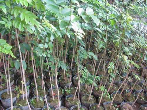 晚秋黄梨种植初次挂果几年,晚秋黄梨幼苗怎样管理