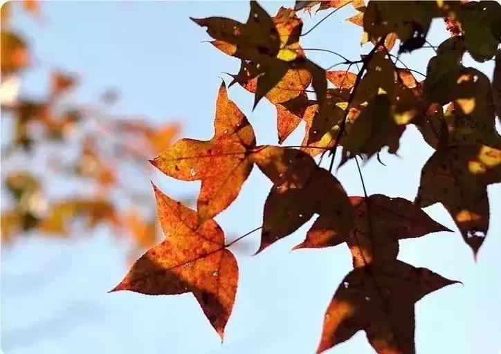 涓栫晫瀹㈤兘闀垮涔嬩埂姊呭窞,涓栫晫瀹㈤兘涓浗姊呭窞