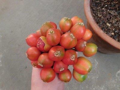 君子兰红果子怎么发芽,君子兰砍头后从中间芽心又长出来