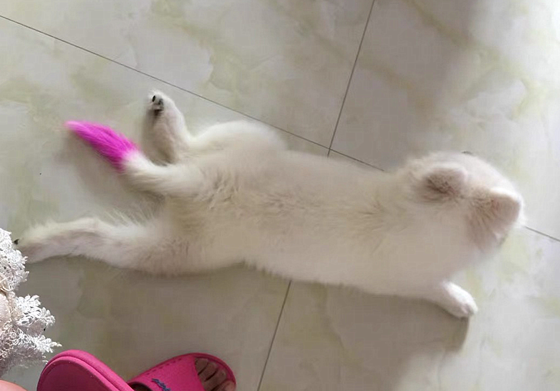 辟谣,狗狗染色用的是植物染发剂没伤害?对它你真的了解吗?