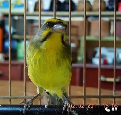 金青鸟的养法,金青鸟饲养繁殖前景