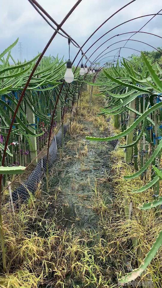 燕窝级火龙果,燕窝果海南火龙果