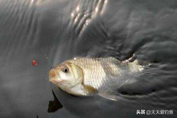 冬季野钓，鱼不咬钩？赶紧试试这几招，有效提升咬钩率，渔获猛增