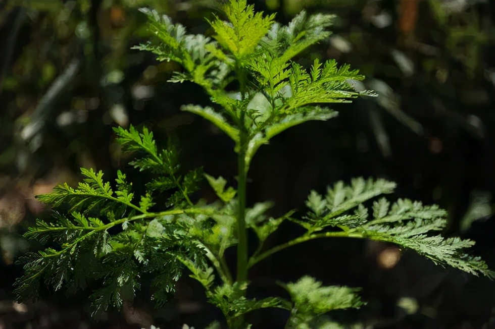 人们应该做什么来保护生物多样性,人类自身应该如何保护生物多样性