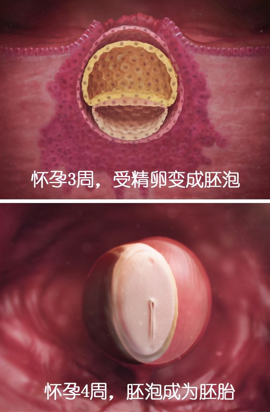 胚胎发育图1-40周孕妇,胎儿在子宫发育全过程