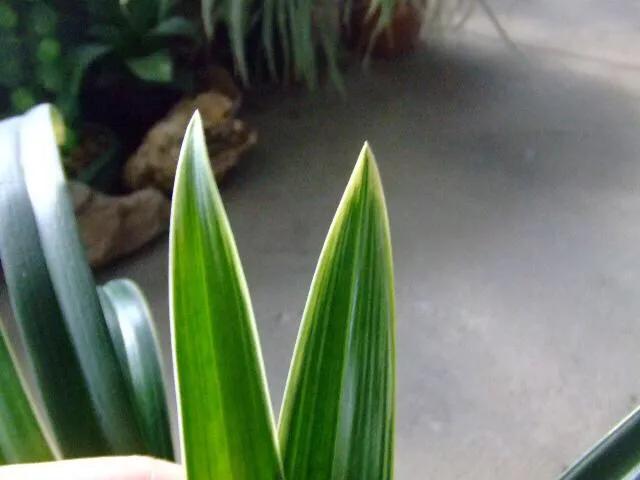 怎样的金嘴墨兰好,墨兰名品金嘴鉴赏