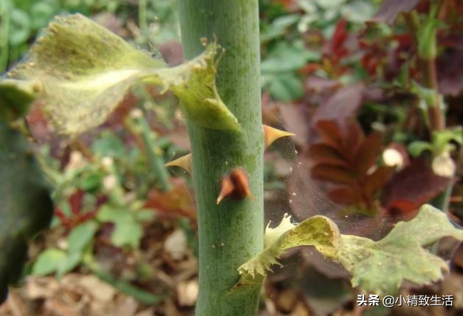 养月季花,这10种病虫害很常见,发病特征和防治方法都在这里了