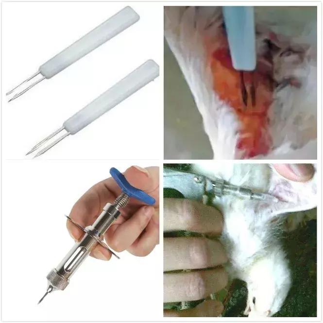 鸡痘症状图片,鸡痘病是什么症状