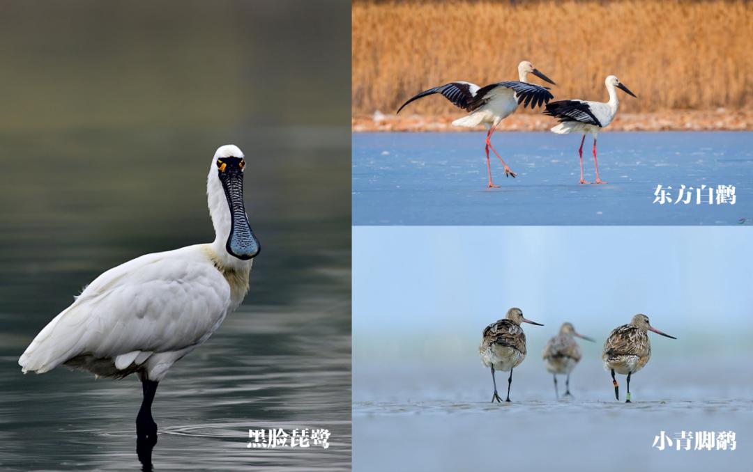 深圳湾在哪里,深圳湾是什么区的