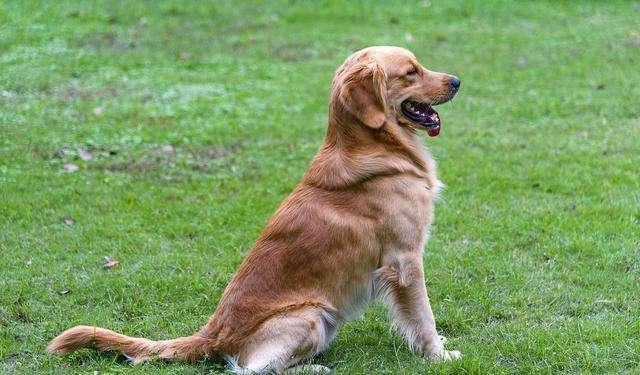 狗狗肛门腺发炎怎么治疗,狗狗肛门腺发炎的症状