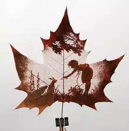 一叶一菩提高清图片,最漂亮的一叶一菩提