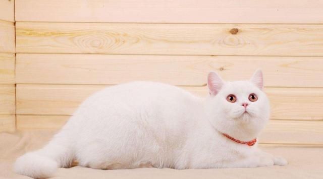 英国短毛猫的种类特别多,哪种是你的心头爱?最爱橘色“金胖子”