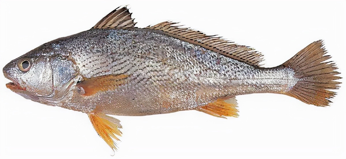 西门外的卖鱼路，真的是因商铺而得名的吗？随我一起去看看吧