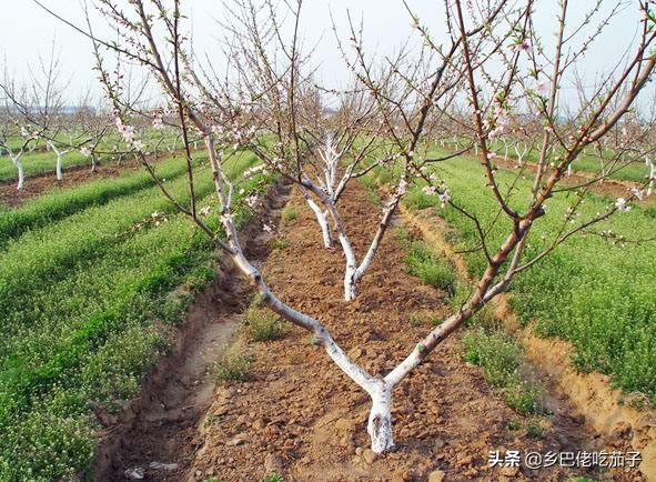 种桃关键在修剪，知道不同年份的怎么剪，让桃园丰产又丰收