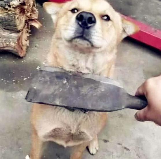 狗狗为什么知道主人对它好不好,狗狗的这几种行为最容易被误解