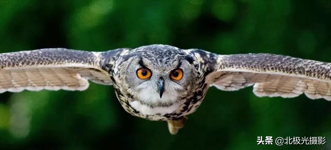 拍摄鸟类照片技巧,拍摄鸟儿照片技巧