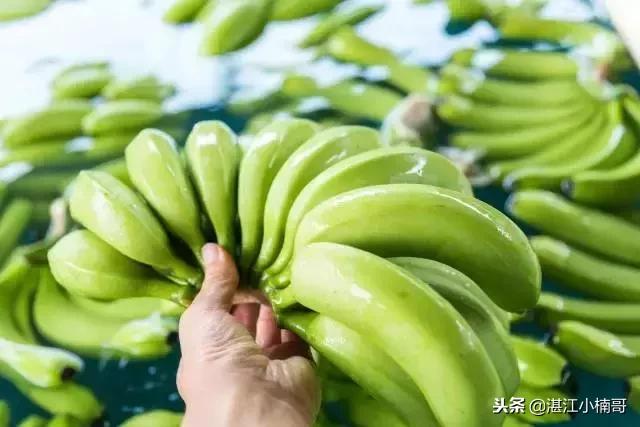 徐闻香蕉基地500亩,广东徐闻县香蕉种植面积