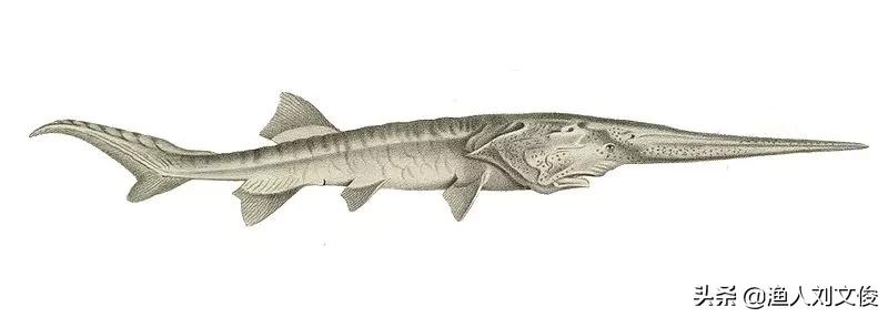长江白鲟与加拿大白鲟有什么区别,中华大鲟鱼和长江巨白鲟
