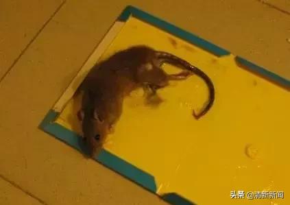 家里老鼠多有什么吓老鼠的神器,防止家里老鼠进屋