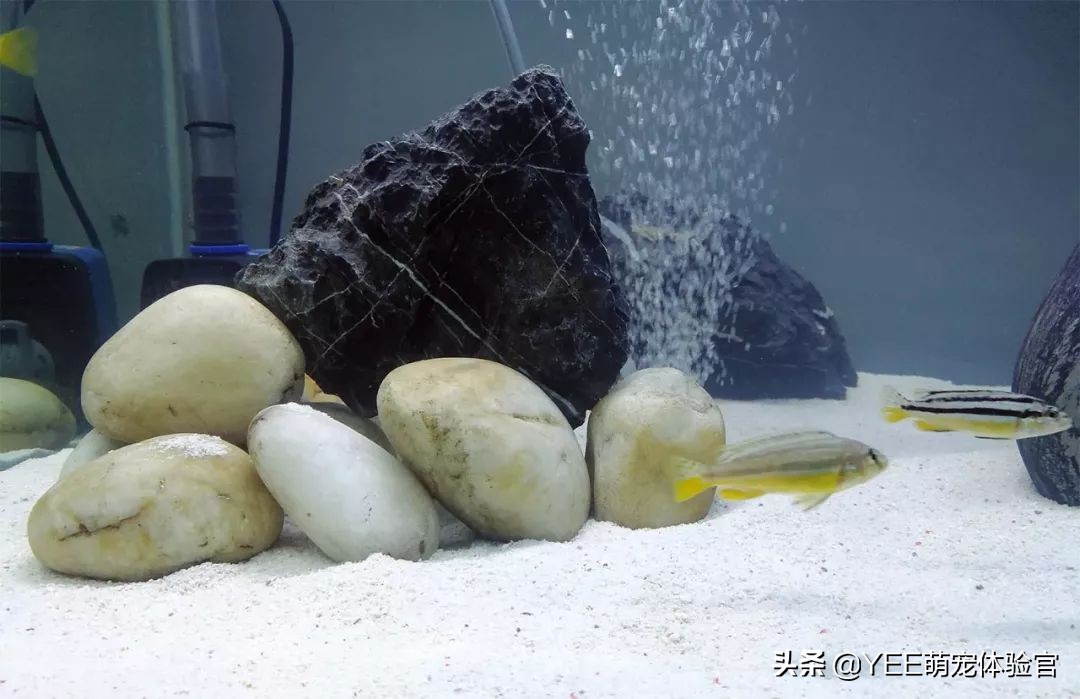 非洲凤凰：马湖小杂鲷，贪吃好斗价格低，一心只想做缸霸