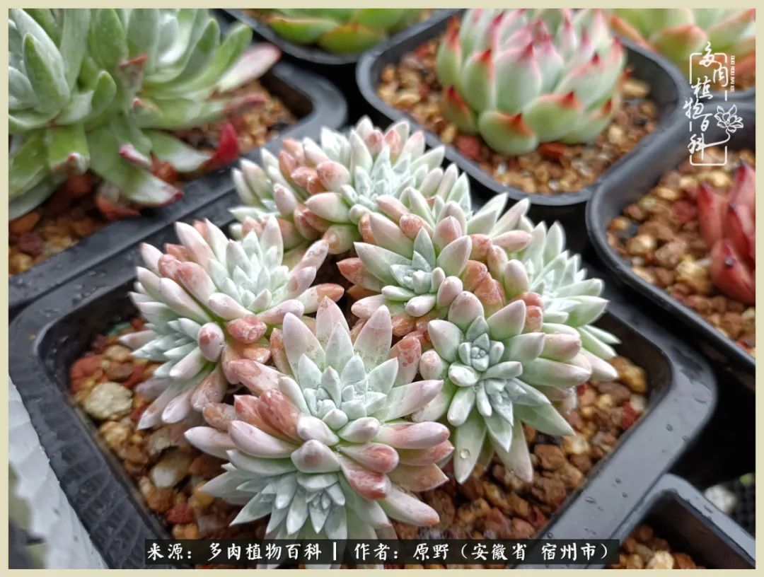 梅雨袭,酷暑至,多肉进入历劫季