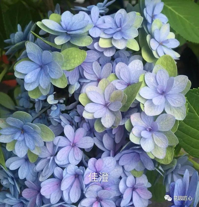 春季绣球叶子发皱怎么回事,夏季绣球老叶子都干枯怎么处理