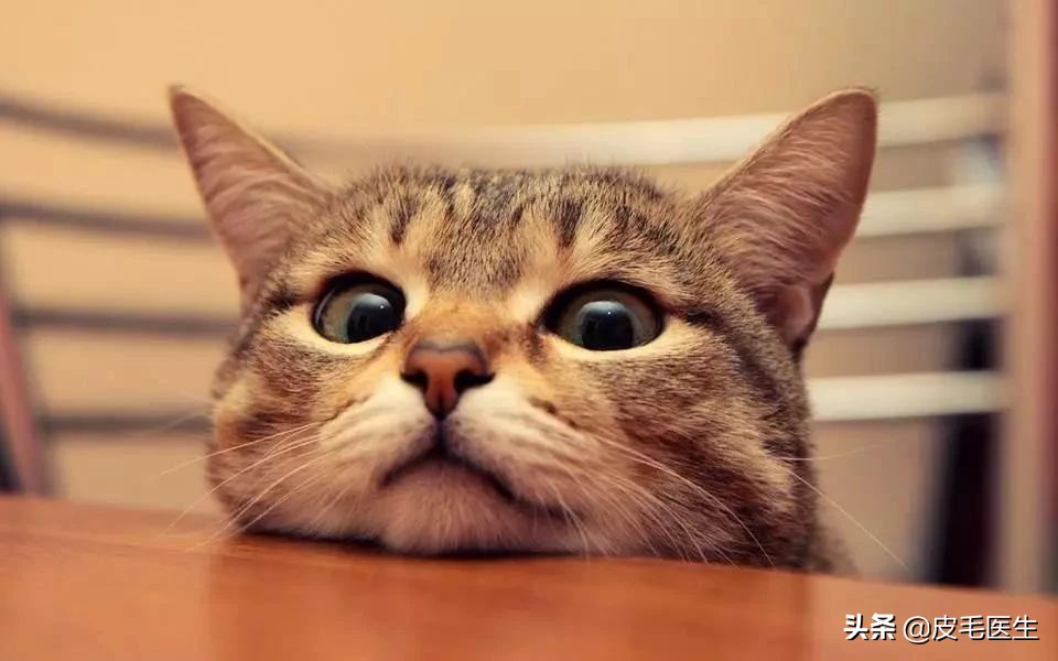 猫狗身上的癣传染人了怎么治,猫狗传染的皮肤病有哪些