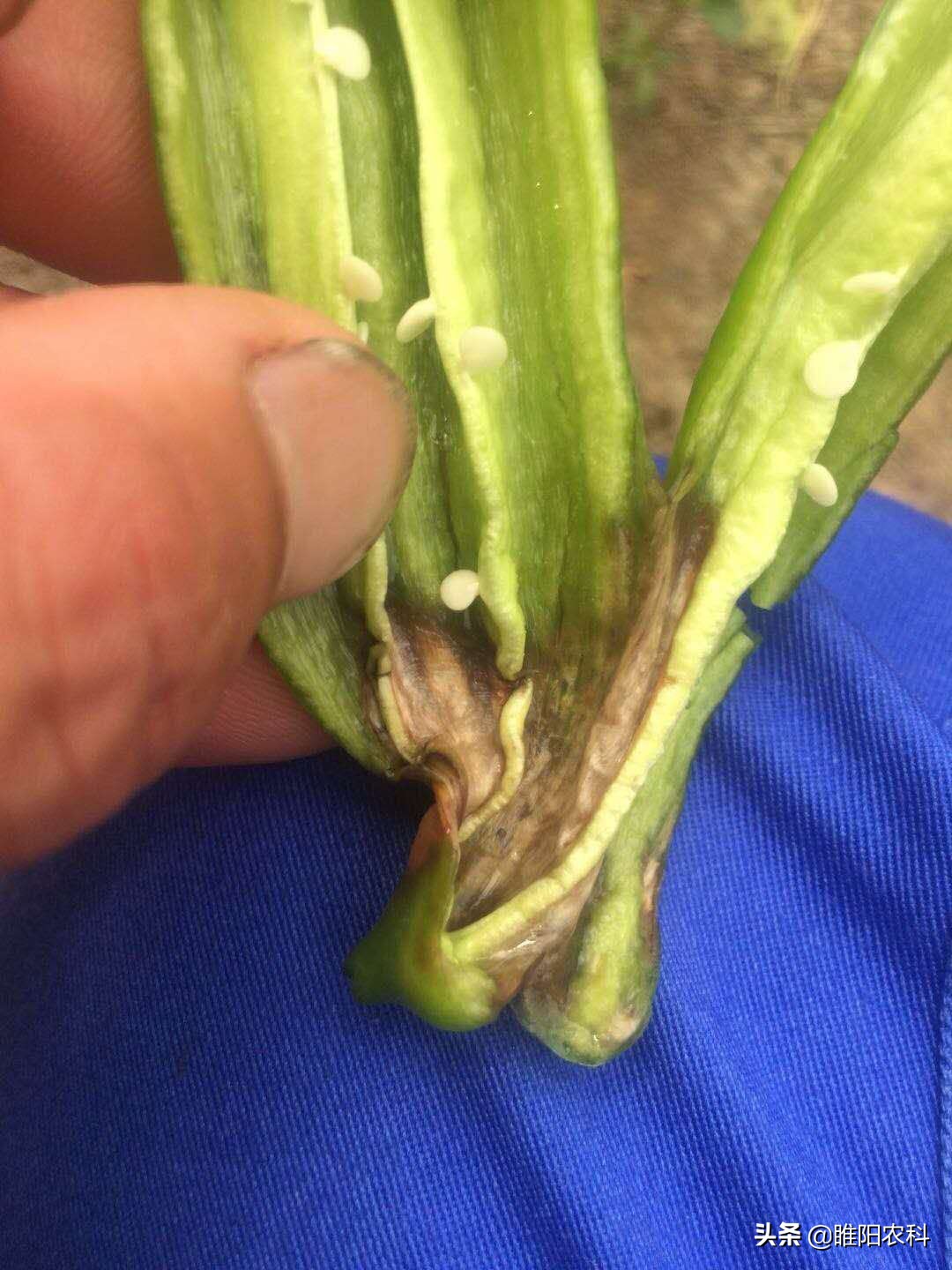 许多病害不用药，只要喷施几十克肥料，这些病害都能治好