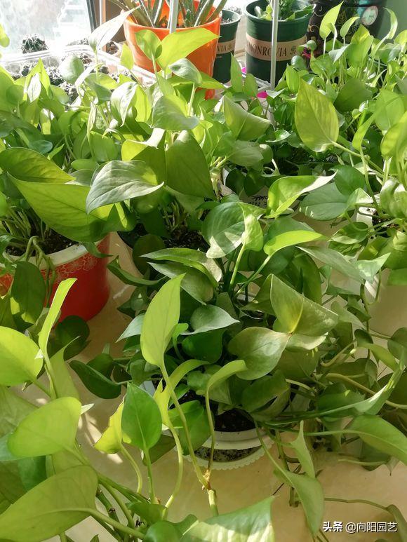 绿萝不会换盆怪不得长得小又黄叶,绿萝这么养不烂根不黄叶爆长新叶