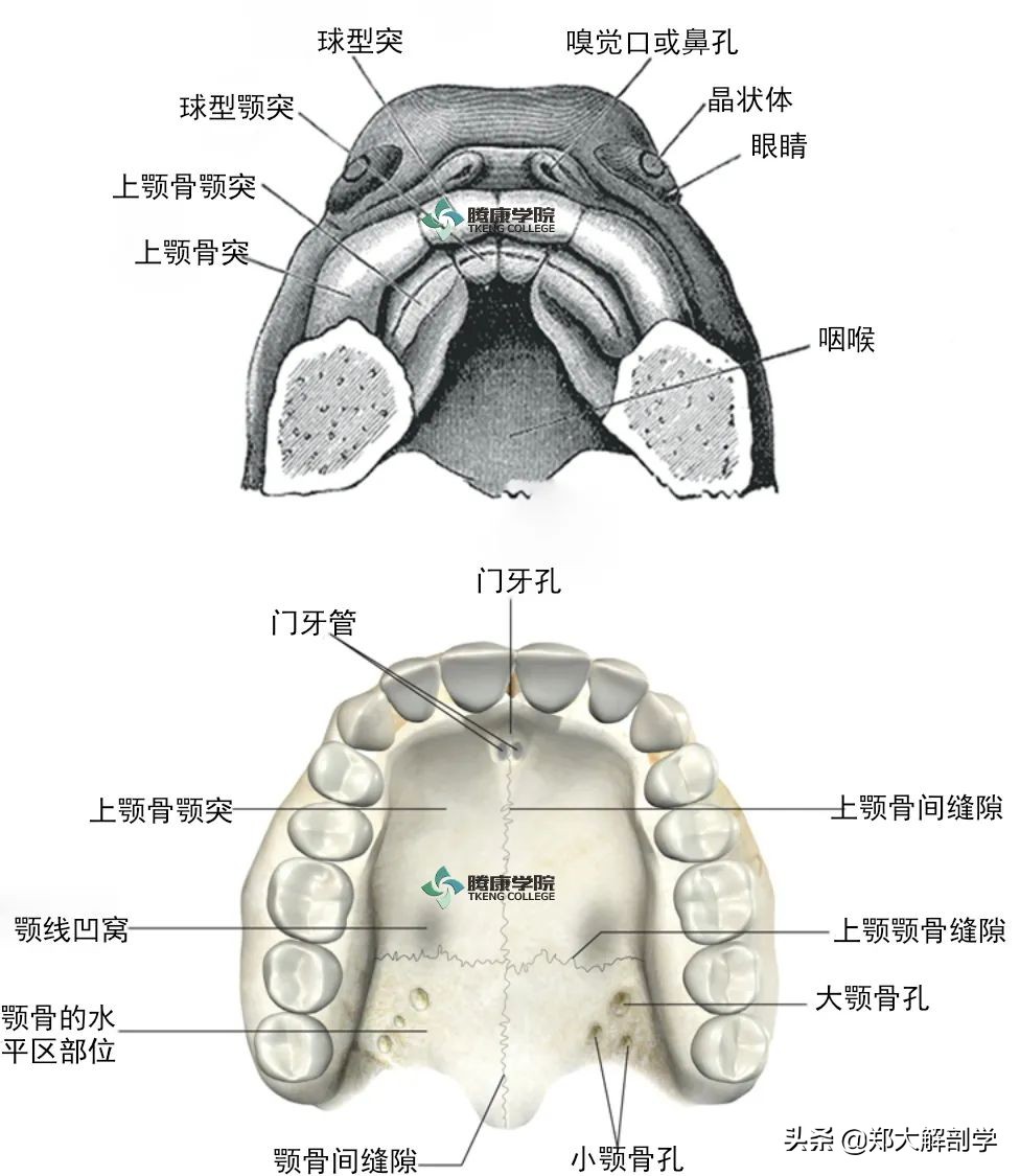 偏头痛怎么用手法缓解,偏头痛的手法治疗