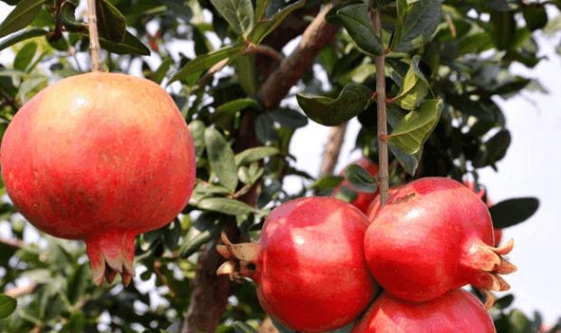 石榴落果怎么回事,石榴树落花落果怎么回事