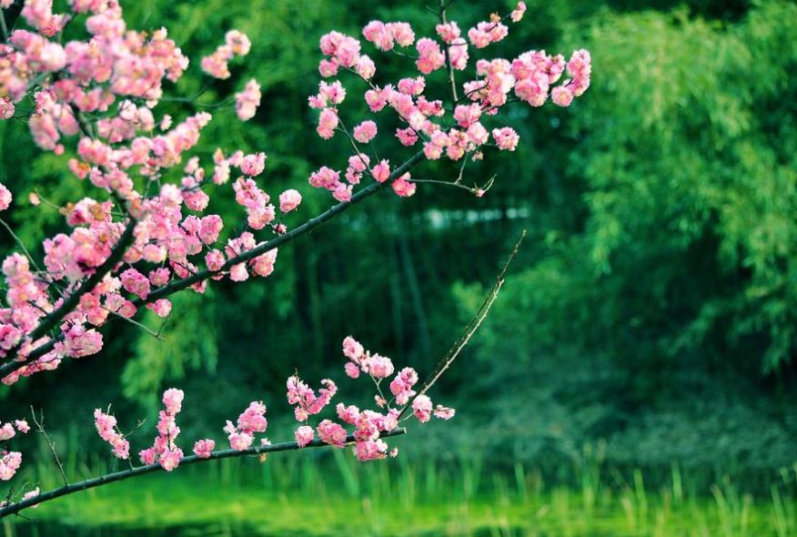 原创诗词14首,经典诗词36首