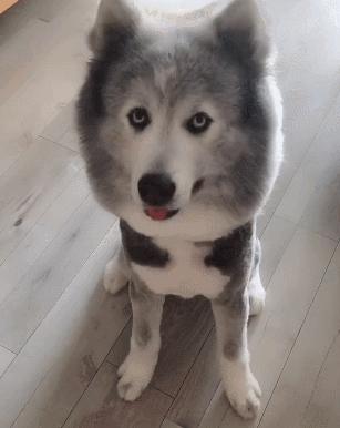 哈士奇和萨摩耶的幸福日常,哈士奇与萨摩耶的爱情