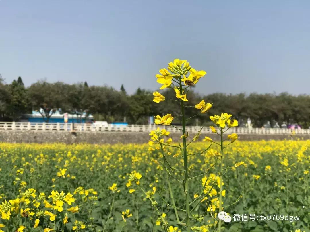 郑州春节周边景区免费景点大全,春节赏花的好去处